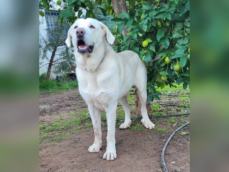 Martin, ein großer zarter Eisbär