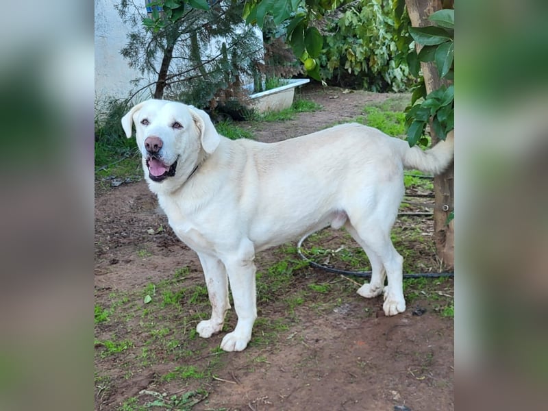 Martin, ein großer zarter Eisbär