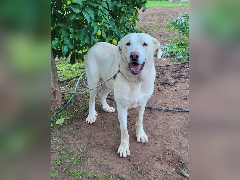 Martin, ein großer zarter Eisbär