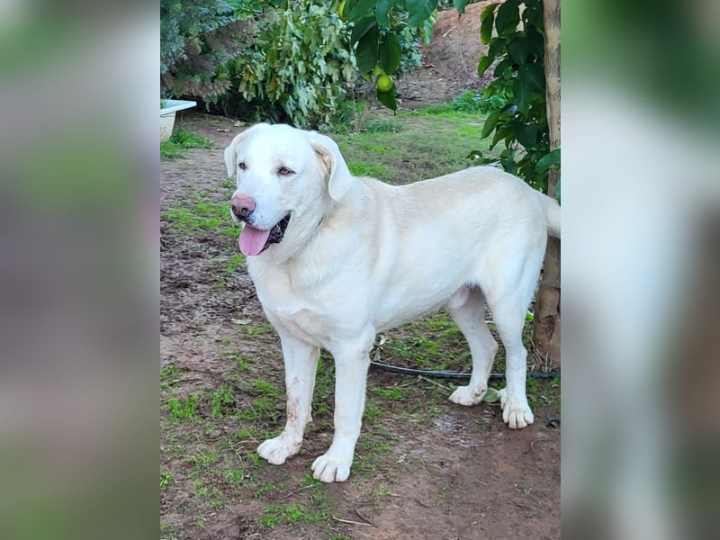 Martin, ein großer zarter Eisbär