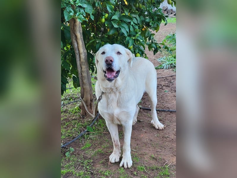 Martin, ein großer zarter Eisbär