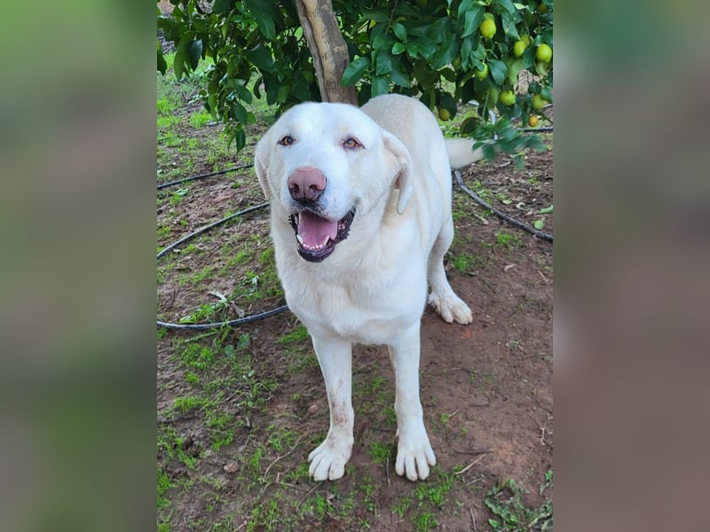 Martin, ein großer zarter Eisbär