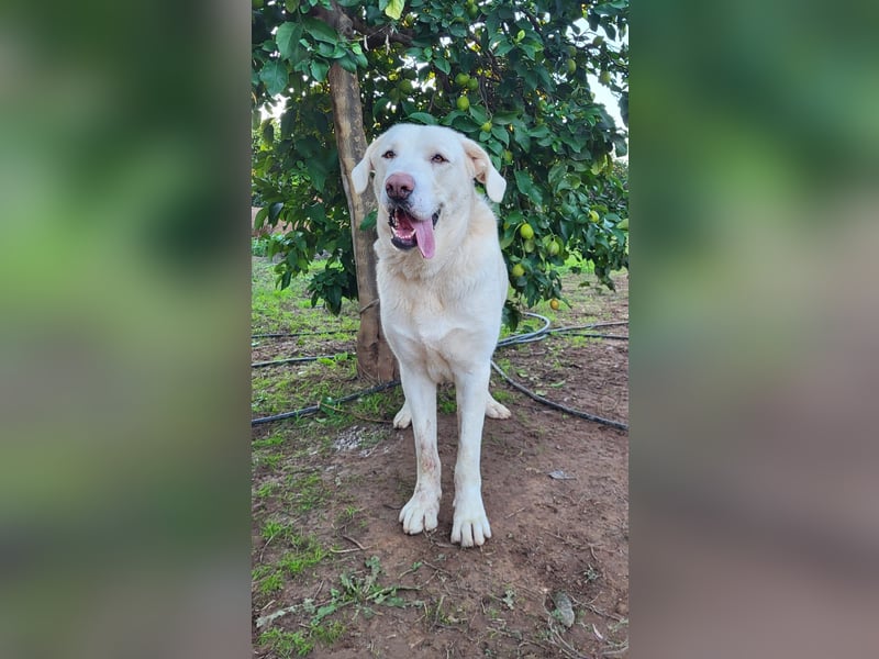 Martin, ein großer zarter Eisbär