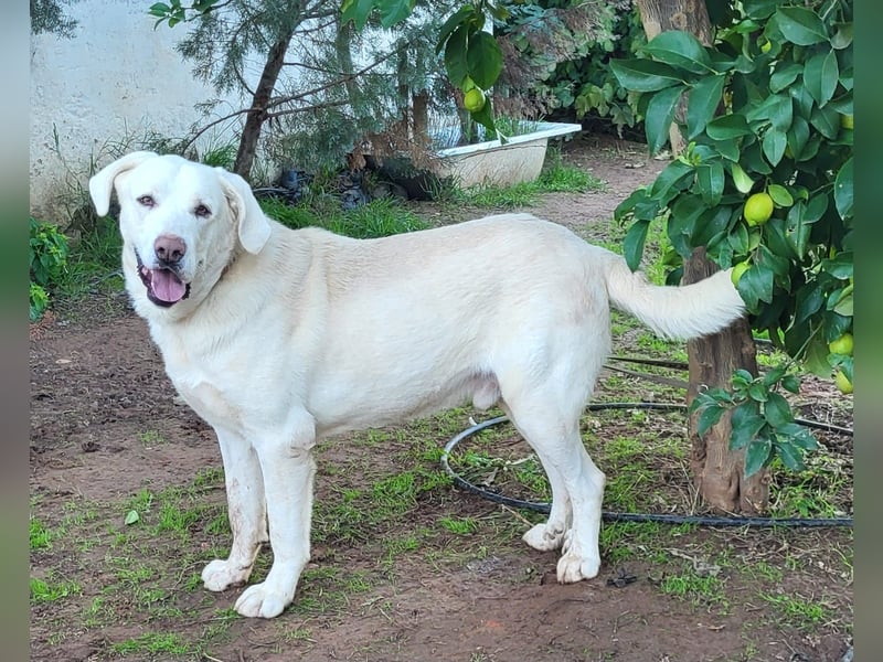 Martin, ein großer zarter Eisbär