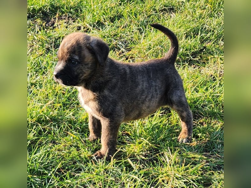 Mastiff / Malamutemix  5 Welpen