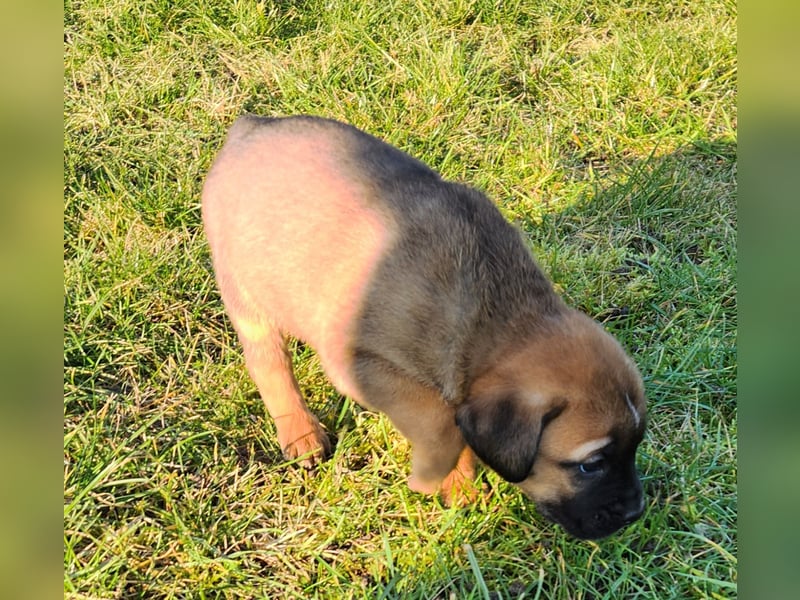 Mastiff / Malamutemix  5 Welpen