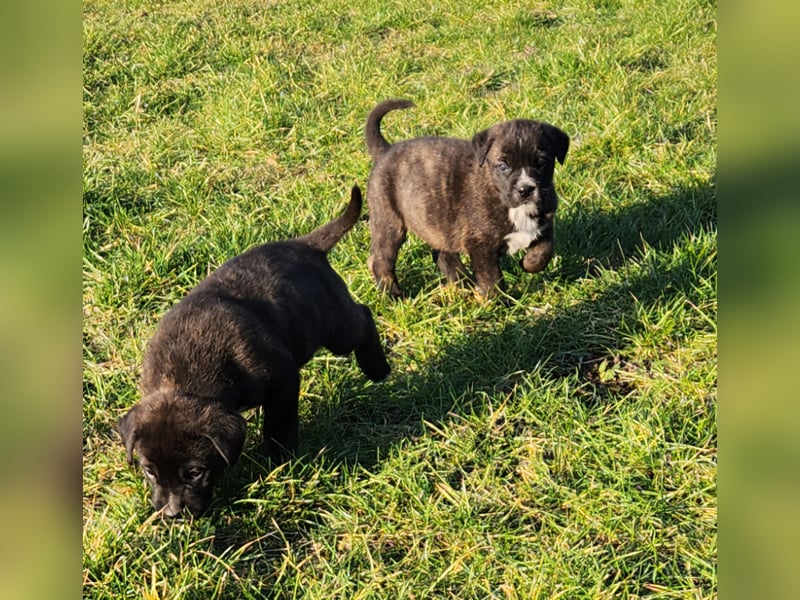 Mastiff / Malamutemix  5 Welpen