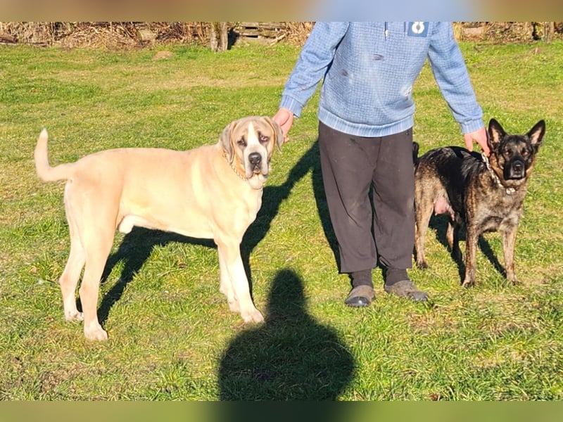 Mastiff / Malamutemix  5 Welpen