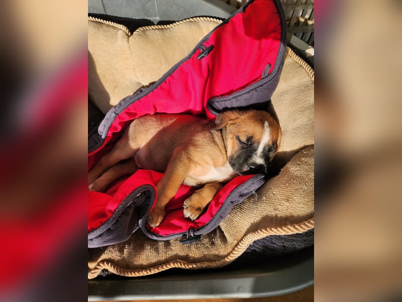 Mastiff / Malamutemix  5 Welpen