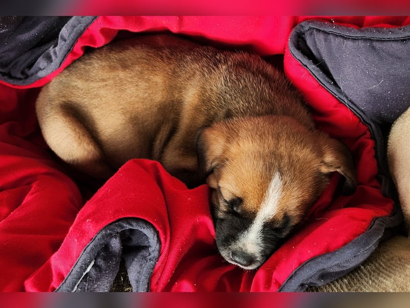 Mastiff / Malamutemix  5 Welpen