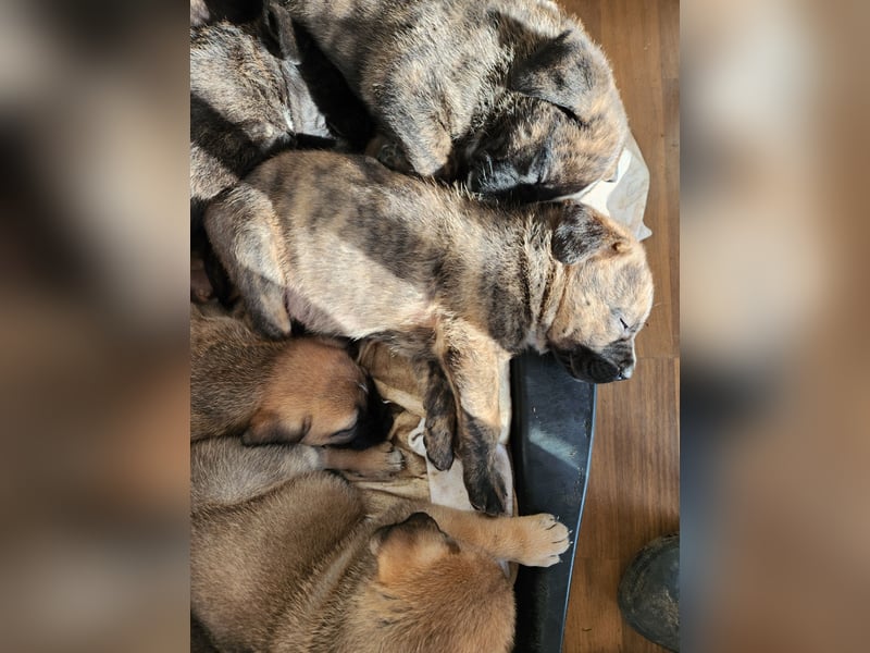 Mastiff / Malamutemix  5 Welpen