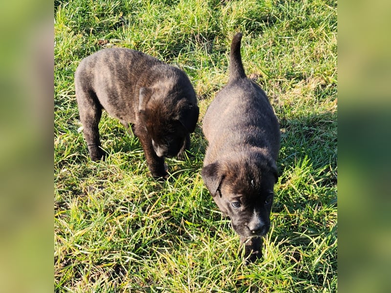 Mastiff / Malamutemix  5 Welpen