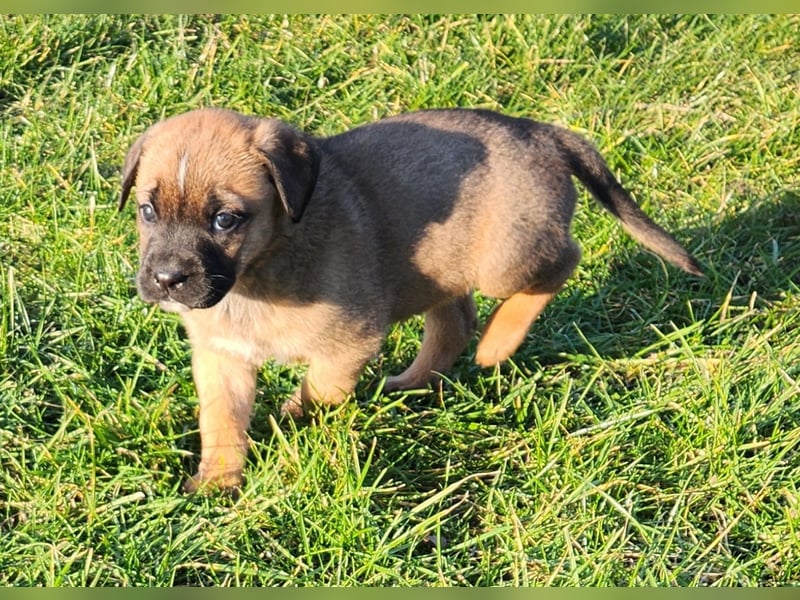 Mastiff / Malamutemix  5 Welpen