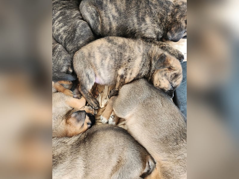 Mastiff / Malamutemix  5 Welpen