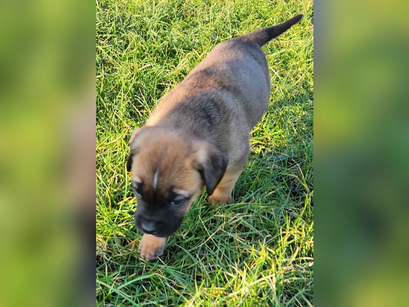 Mastiff / Malamutemix  5 Welpen