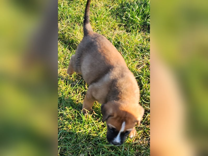 Mastiff / Malamutemix  5 Welpen