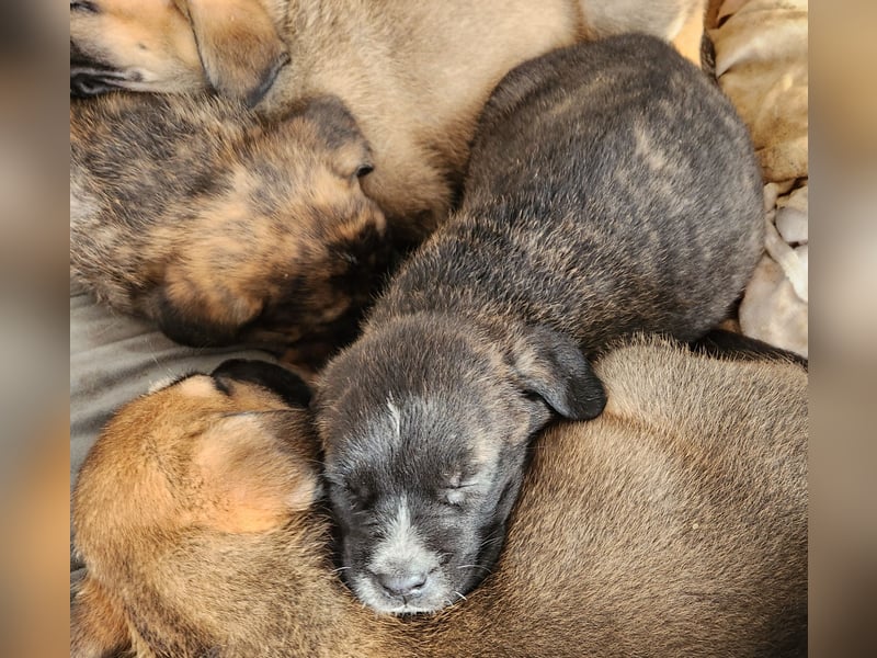 Mastiff / Malamutemix  5 Welpen
