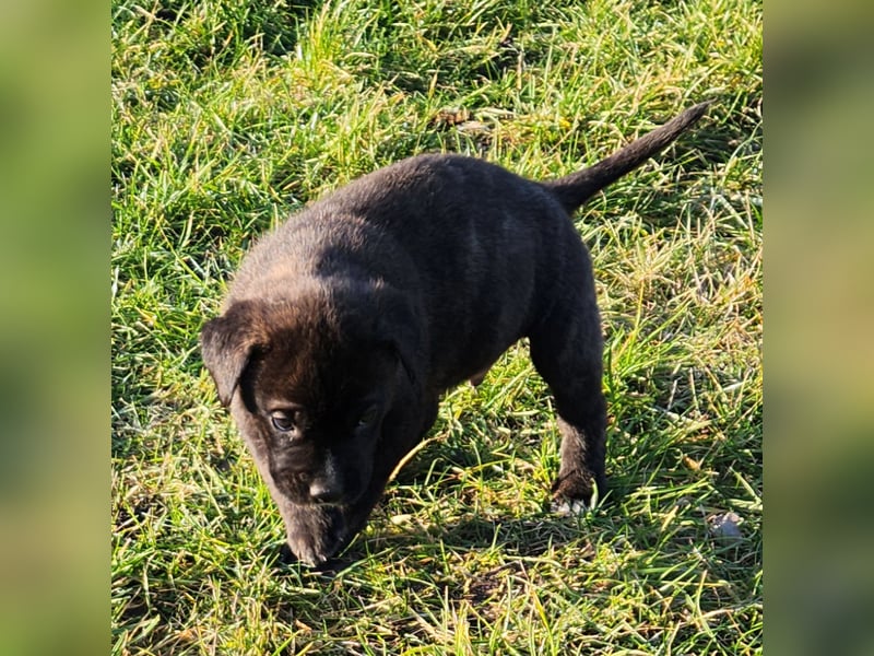 Mastiff / Malamutemix  5 Welpen