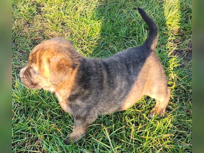 Mastiff / Malamutemix  5 Welpen