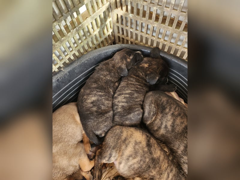 Mastiff / Malamutemix  5 Welpen