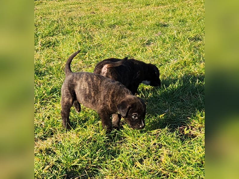 Mastiff / Malamutemix  5 Welpen