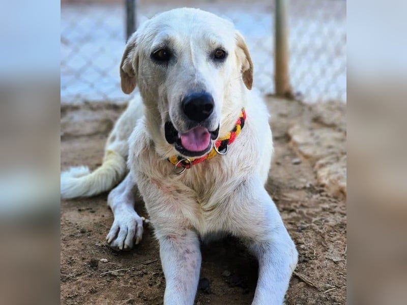 Shiva2 geb. 10/2020 (ESP) - sanftmütige, ausgeglichene und menschenbezogene Mastín Español Hündin!