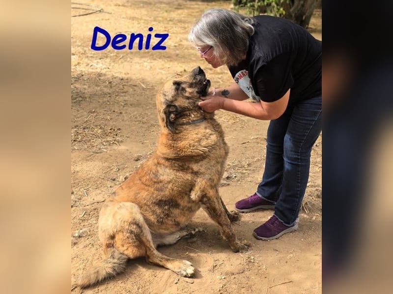 Deniz geb. 09/2020 (ESP) - treuer, aufmerksamer und gehorsamer, großer Mastín Español!