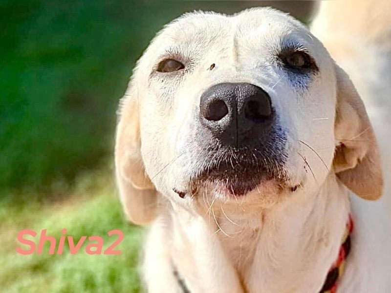 Shiva2 geb. 10/2020 (ESP) - sanftmütige, ausgeglichene und menschenbezogene Mastín Español Hündin!