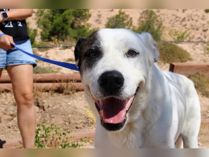 INK-freundlich, sanfter Riese, ruhig, ausgeglichener, angenehmer Begleiter sucht "Für-immer-Zuhause"