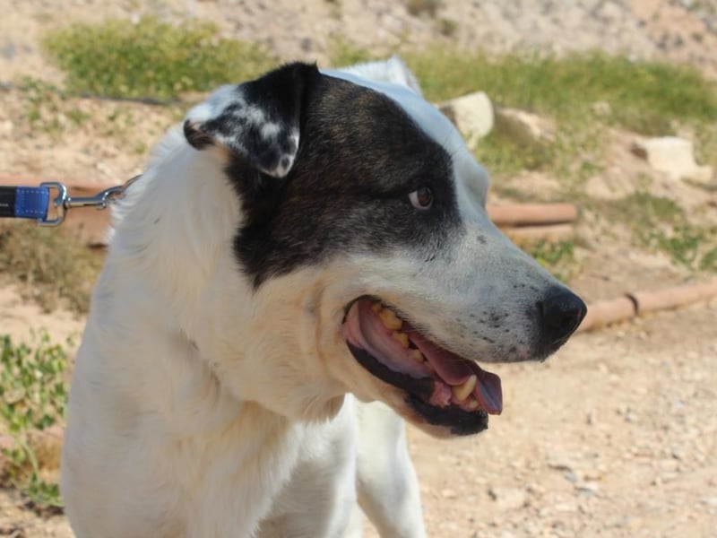 INK-freundlich, sanfter Riese, ruhig, ausgeglichener, angenehmer Begleiter sucht "Für-immer-Zuhause"