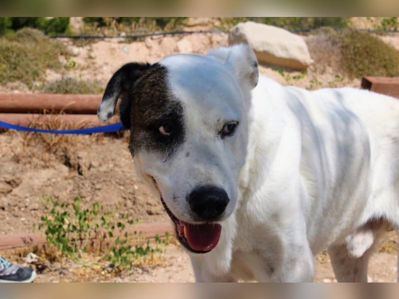 INK-freundlich, sanfter Riese, ruhig, ausgeglichener, angenehmer Begleiter sucht "Für-immer-Zuhause"