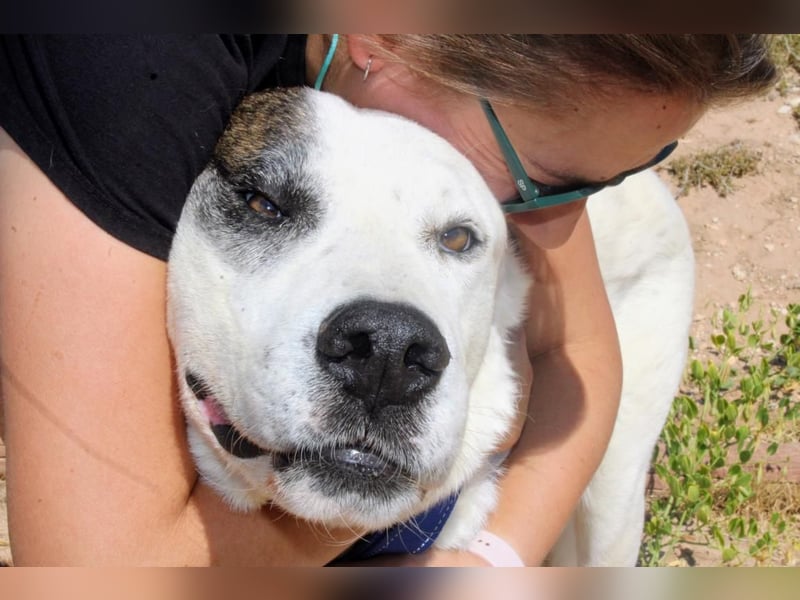 INK-freundlich, sanfter Riese, ruhig, ausgeglichener, angenehmer Begleiter sucht "Für-immer-Zuhause"