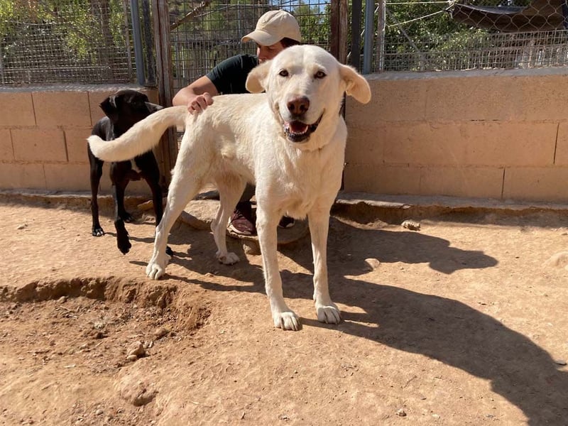 MOON-sanftes,gutmütiges Schmusemädchen mit großem Herzen sucht sehnsüchtig liebe "Für-immer-Familie"