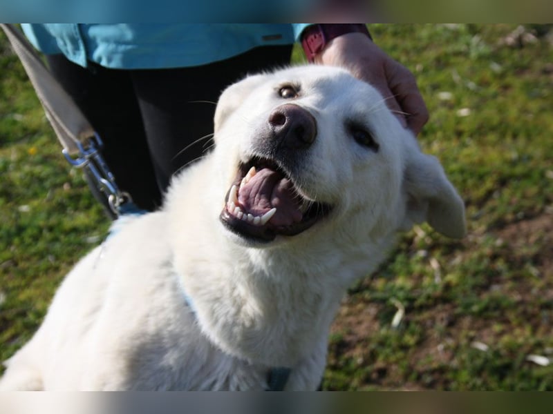 Wunderschöne BOHEMIA- liebt den Kontakt zu Menschen und Artgenossen.Jetzt fehlt nur noch ihr Zuhause