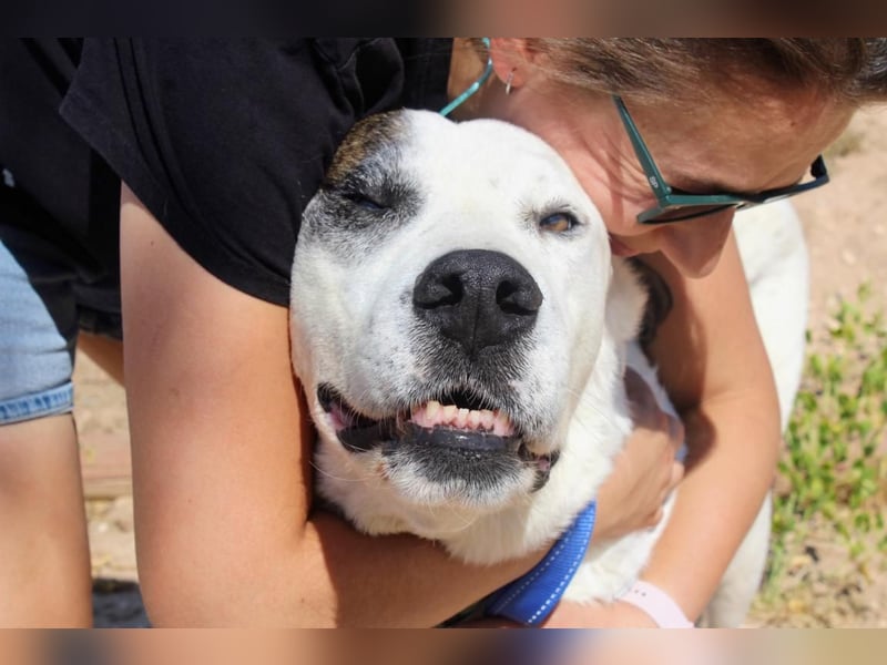 INK-freundlich, sanfter Riese, ruhig, ausgeglichener, angenehmer Begleiter sucht "Für-immer-Zuhause"