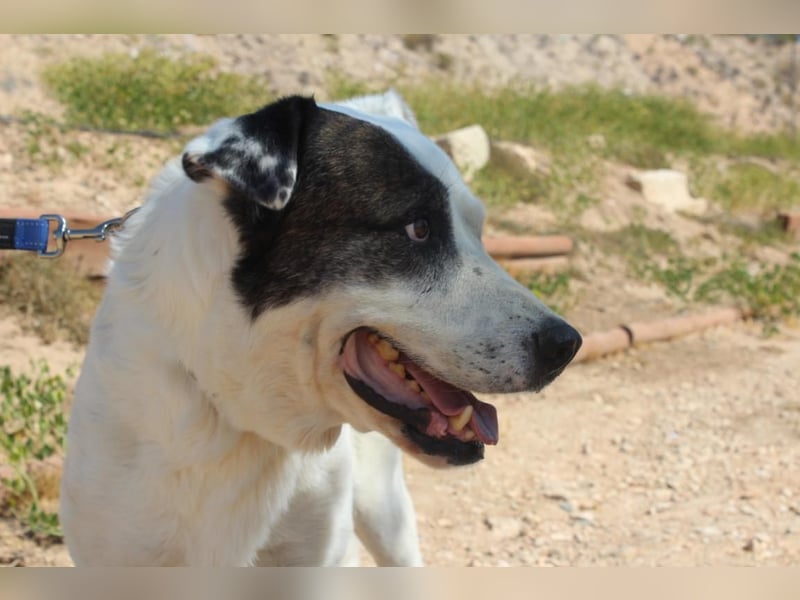 INK-freundlich, sanfter Riese, ruhig, ausgeglichener, angenehmer Begleiter sucht "Für-immer-Zuhause"