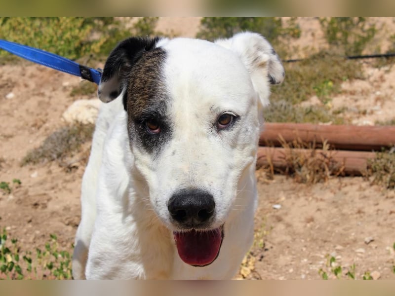 INK-freundlich, sanfter Riese, ruhig, ausgeglichener, angenehmer Begleiter sucht "Für-immer-Zuhause"