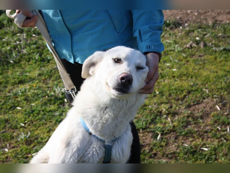 Wunderschöne BOHEMIA- liebt den Kontakt zu Menschen und Artgenossen.Jetzt fehlt nur noch ihr Zuhause