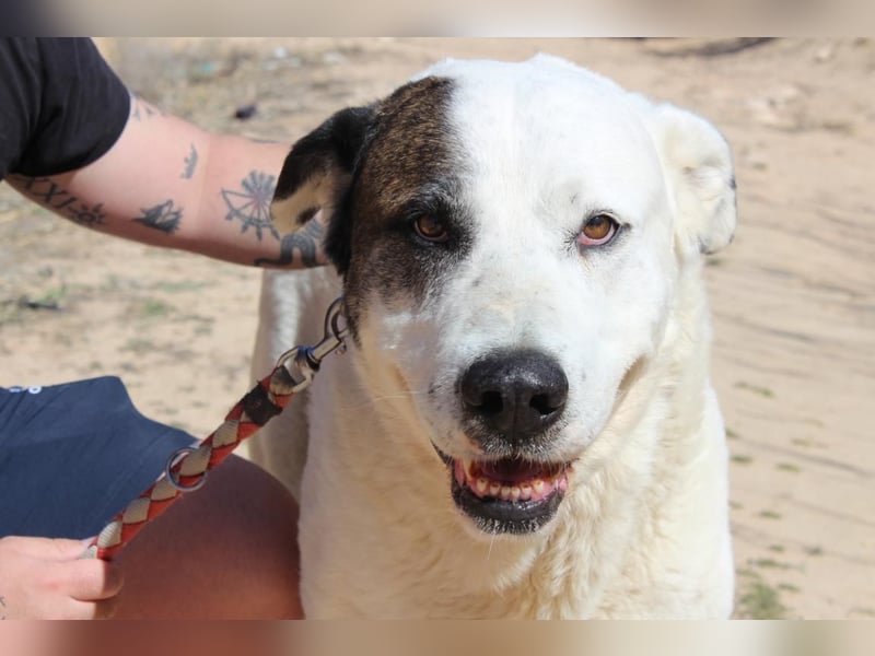 INK-freundlich, sanfter Riese, ruhig, ausgeglichener, angenehmer Begleiter sucht "Für-immer-Zuhause"