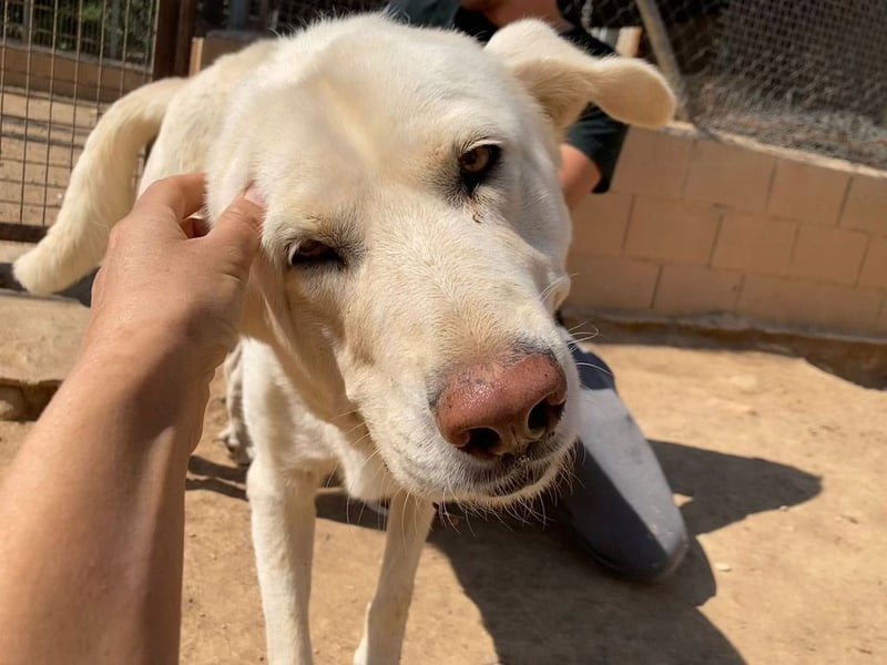 MOON-sanftes,gutmütiges Schmusemädchen mit großem Herzen sucht sehnsüchtig liebe "Für-immer-Familie"