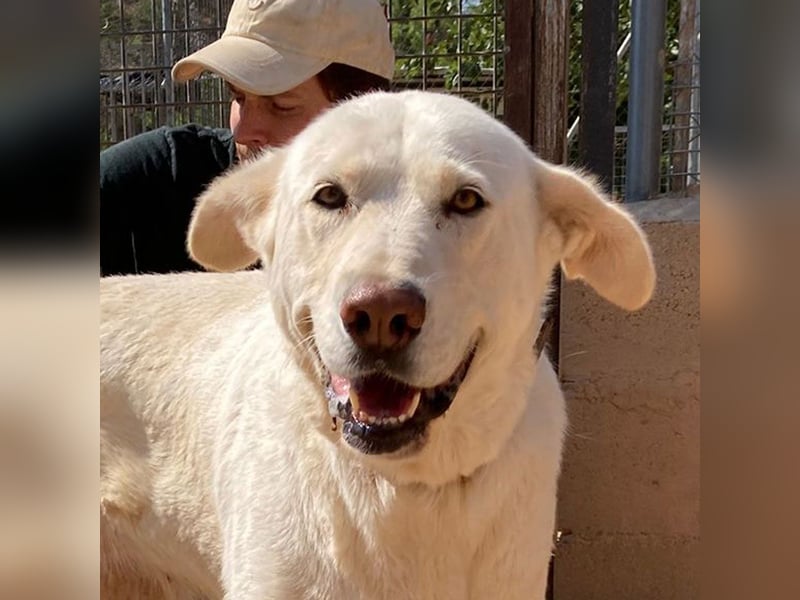 MOON-sanftes,gutmütiges Schmusemädchen mit großem Herzen sucht sehnsüchtig liebe "Für-immer-Familie"