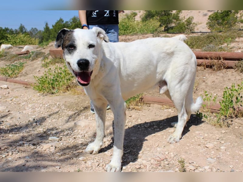 INK-freundlich, sanfter Riese, ruhig, ausgeglichener, angenehmer Begleiter sucht "Für-immer-Zuhause"