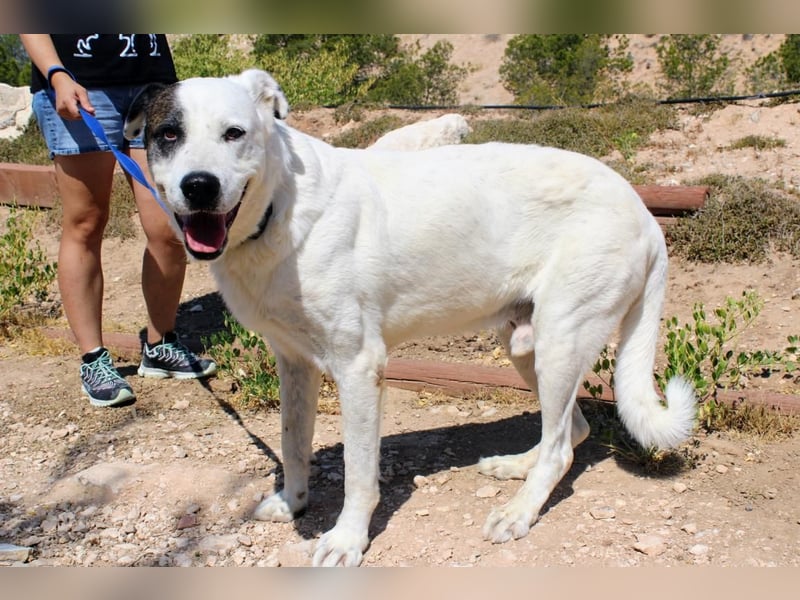 INK-freundlich, sanfter Riese, ruhig, ausgeglichener, angenehmer Begleiter sucht "Für-immer-Zuhause"