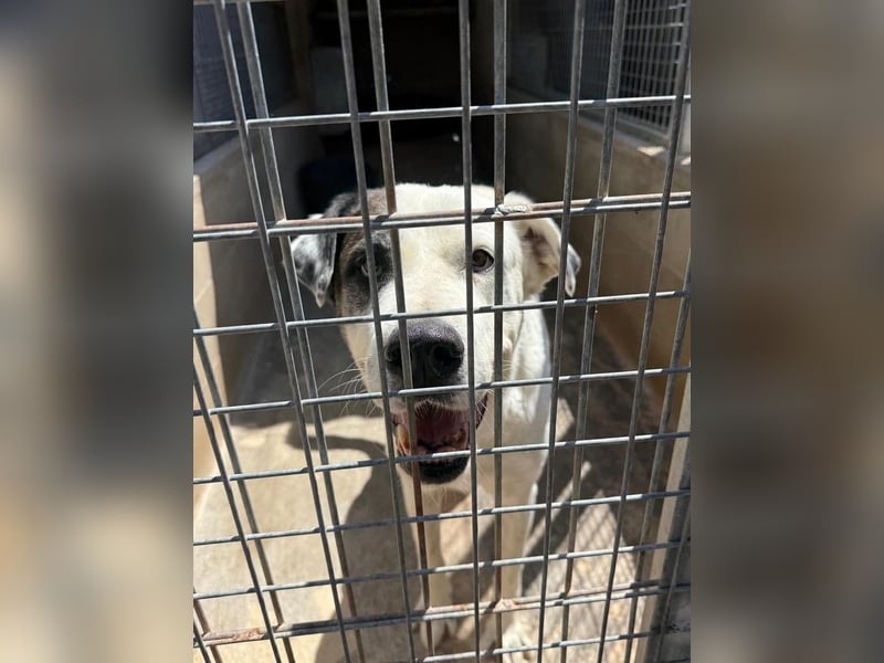 INK-freundlich, sanfter Riese, ruhig, ausgeglichener, angenehmer Begleiter sucht "Für-immer-Zuhause"