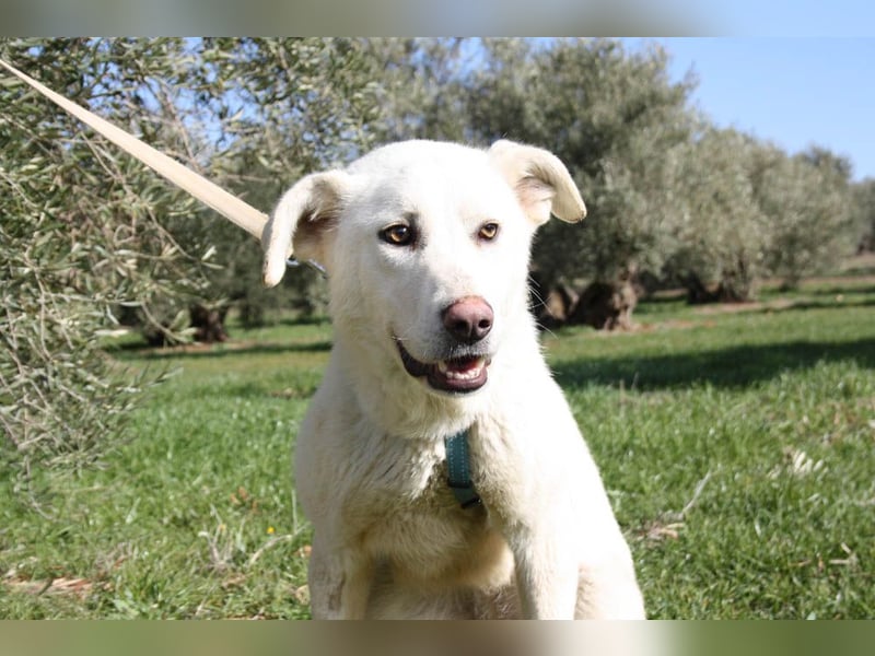 Wunderschöne BOHEMIA- liebt den Kontakt zu Menschen und Artgenossen.Jetzt fehlt nur noch ihr Zuhause