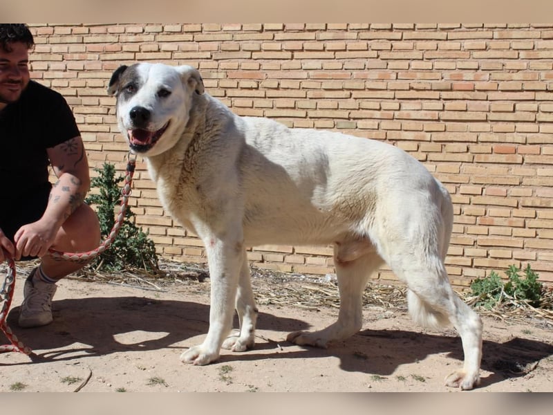 INK-freundlich, sanfter Riese, ruhig, ausgeglichener, angenehmer Begleiter sucht "Für-immer-Zuhause"