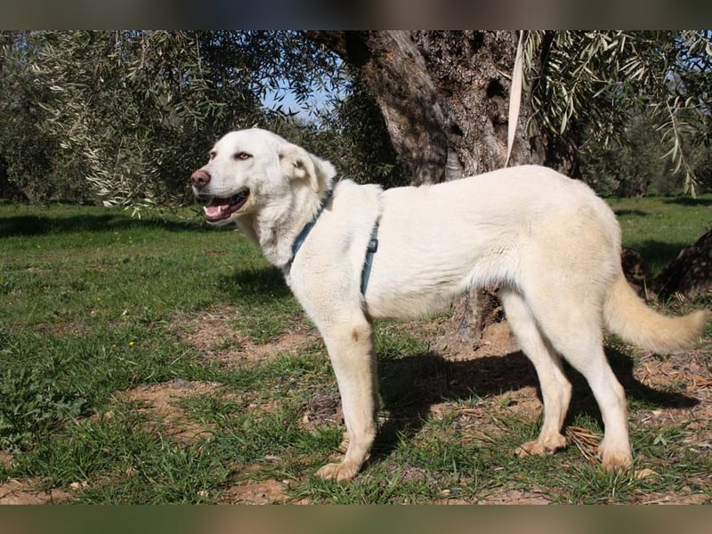 Wunderschöne BOHEMIA- liebt den Kontakt zu Menschen und Artgenossen.Jetzt fehlt nur noch ihr Zuhause