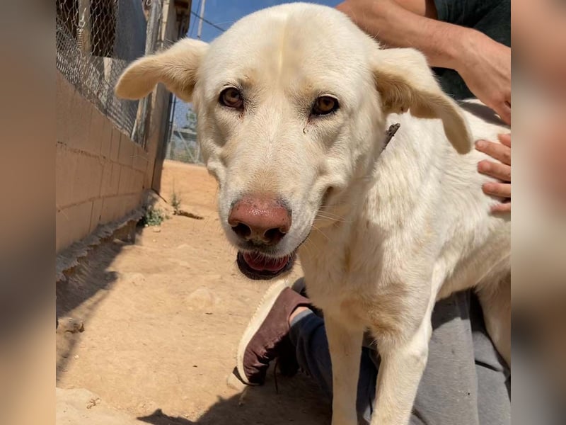 MOON-sanftes,gutmütiges Schmusemädchen mit großem Herzen sucht sehnsüchtig liebe "Für-immer-Familie"