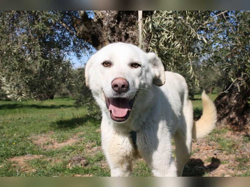 Wunderschöne BOHEMIA- liebt den Kontakt zu Menschen und Artgenossen.Jetzt fehlt nur noch ihr Zuhause