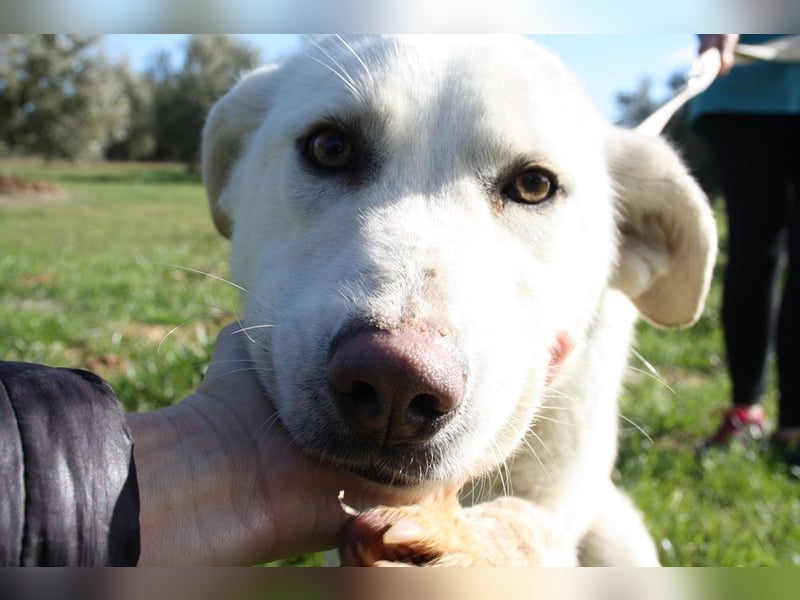 Wunderschöne BOHEMIA- liebt den Kontakt zu Menschen und Artgenossen.Jetzt fehlt nur noch ihr Zuhause